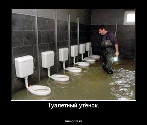 Туалетный утёнок.