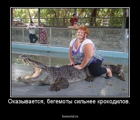 Оказывается, бегемоты сильнее крокодилов.