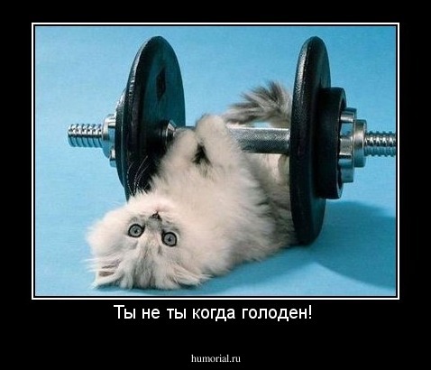 Ты не ты когда голоден! 