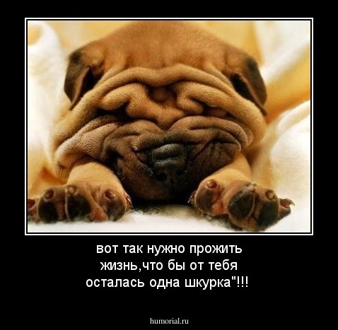 вот так нужно прожить жизнь,что бы от тебя осталась одна шкурка"!!!