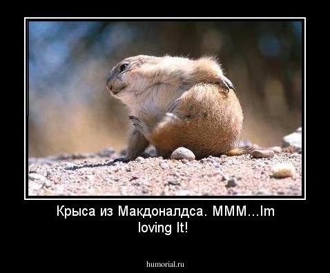 Крыса из Макдоналдса. MMM...Im loving It!