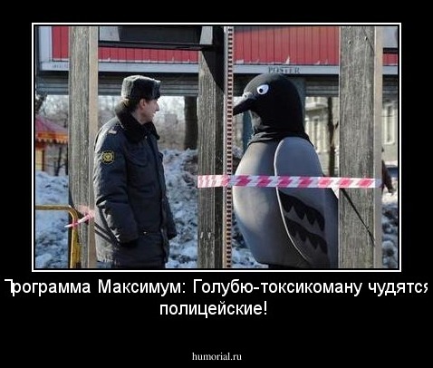 Программа Максимум: Голубю-токсикоману чудятся полицейские!