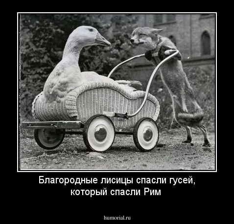 Благородные лисицы спасли гусей, который спасли Рим