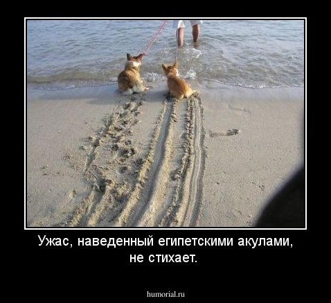 Ужас, наведенный египетскими акулами, не стихает.