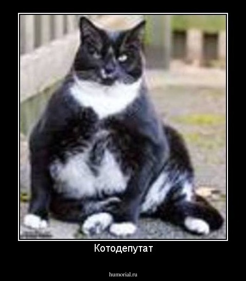 Котодепутат