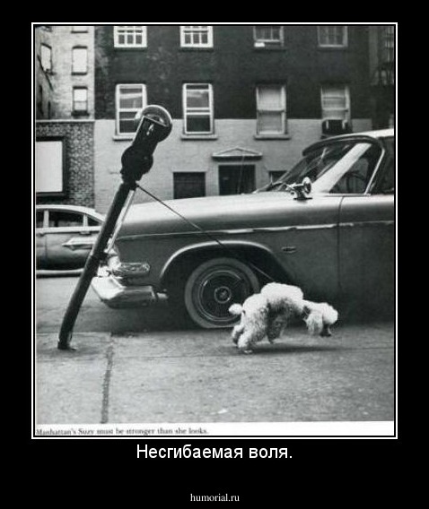 Несгибаемая воля.