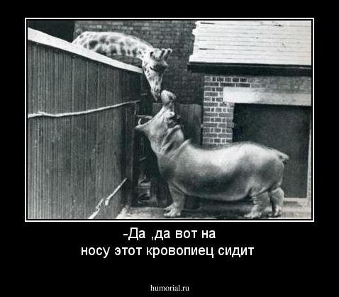 -Да ,да вот на носу этот кровопиец сидит