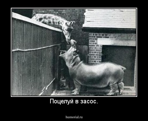 Поцелуй в засос.