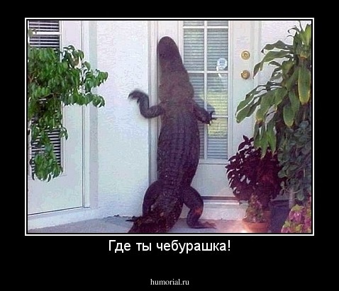 Где ты чебурашка!