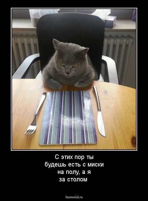 С этих пор ты будешь есть с миски на полу, а я за столом