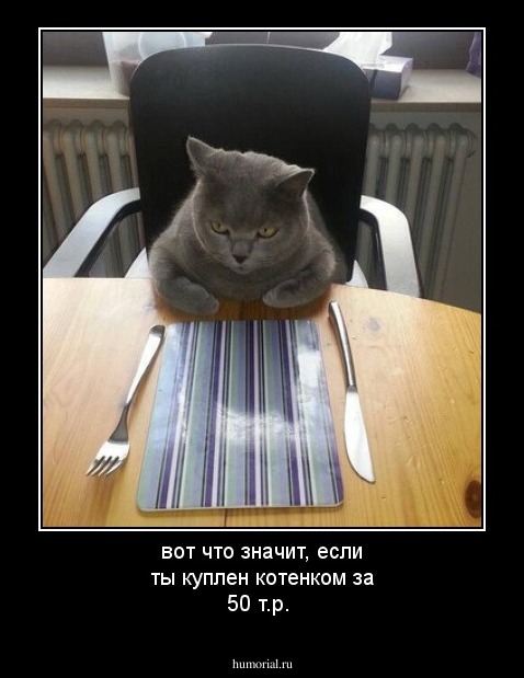 вот что значит, если ты куплен котенком за 50 т.р.
