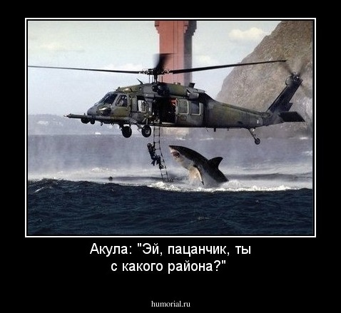 Акула: "Эй, пацанчик, ты с какого района?"