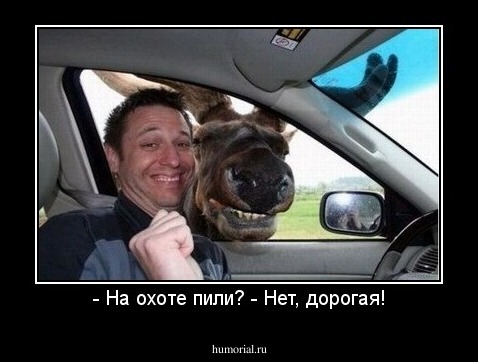 - На охоте пили? - Нет, дорогая!