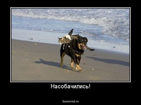 Насобачились!