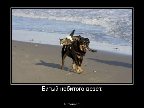 Битый небитого везёт.