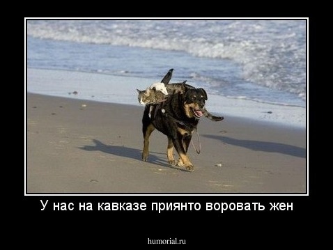 У нас на кавказе приянто воровать жен