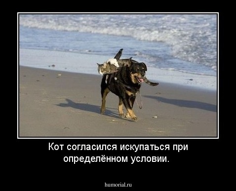 Кот согласился искупаться при определённом условии.
