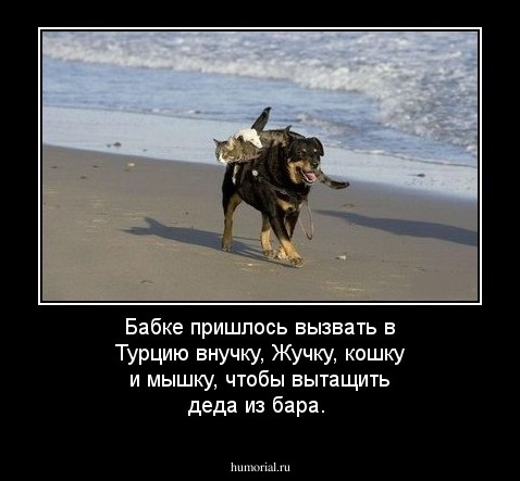 Бабке пришлось вызвать в Турцию внучку, Жучку, кошку и мышку, чтобы вытащить деда из бара. 