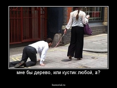 мне бы дерево, или кустик любой, а?