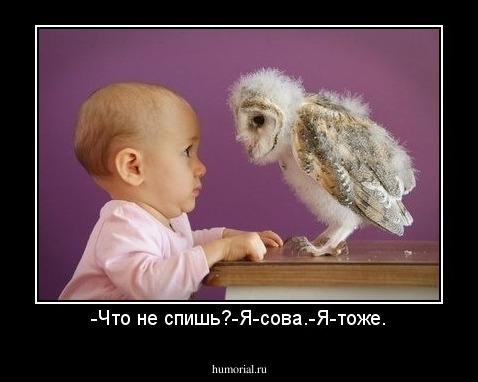 -Что не спишь?-Я-сова.-Я-тоже.