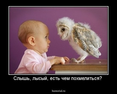 Слышь, лысый, есть чем похмелиться? 