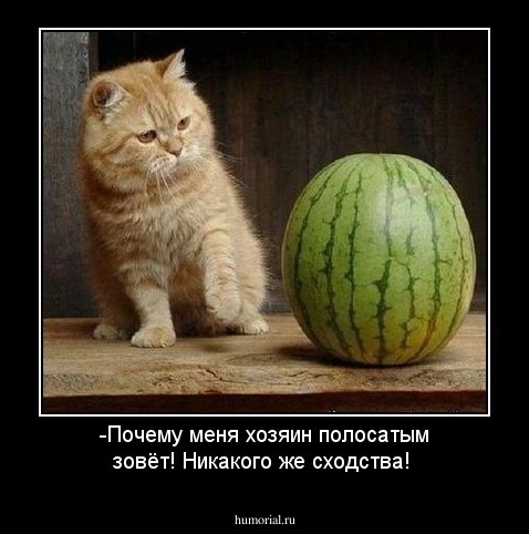 -Почему меня хозяин полосатым зовёт! Никакого же сходства!