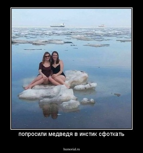попросили медведя в инстик сфоткать