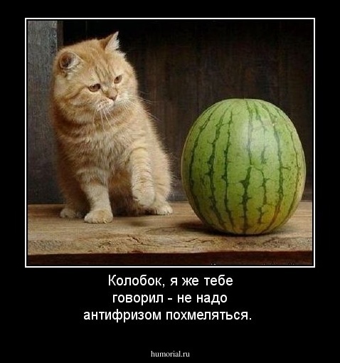 Колобок, я же тебе говорил - не надо антифризом похмеляться.