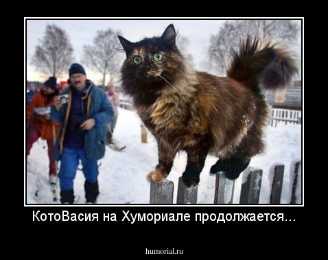 КотоВасия на Хумориале продолжается...