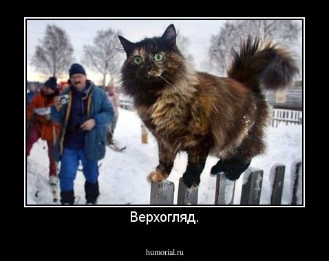 Верхогляд.