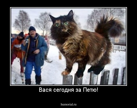 Вася сегодня за Петю!