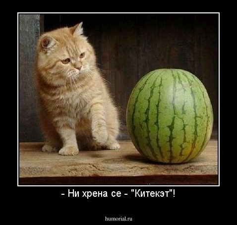 - Ни хрена се - "Китекэт"!
