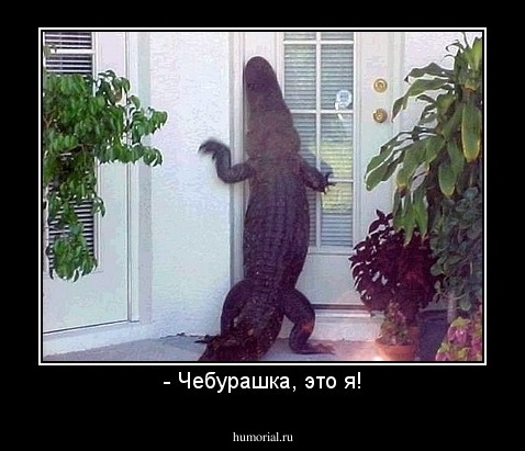 - Чебурашка, это я!