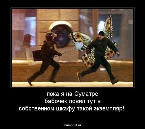 пока я на Суматре бабочек ловил тут в собственном шкафу такой экземпляр!