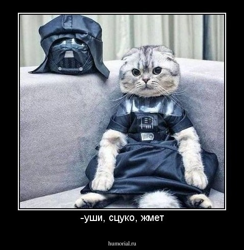 -уши, сцуко, жмет