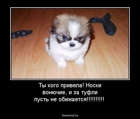 Ты кого привела! Носки вонючие, и за туфли пусть не обижается!!!!!!!!!!