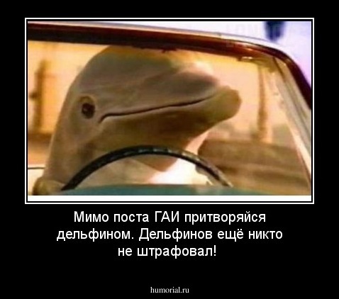 Мимо поста ГАИ притворяйся дельфином.
Дельфинов ещё никто не штрафовал!
