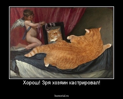 Хорош! Зря хозяин кастрировал!