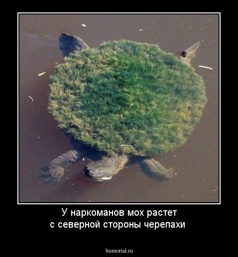 У наркоманов мох растет с северной стороны черепахи
