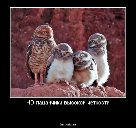 HD-пацанчики высокой четкости
