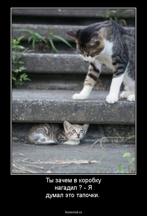Ты зачем в коробку нагадил ? - Я думал это тапочки.