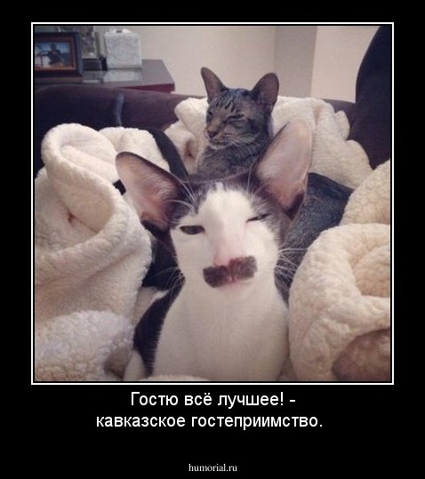 Гостю всё лучшее! - кавказское гостеприимство. 