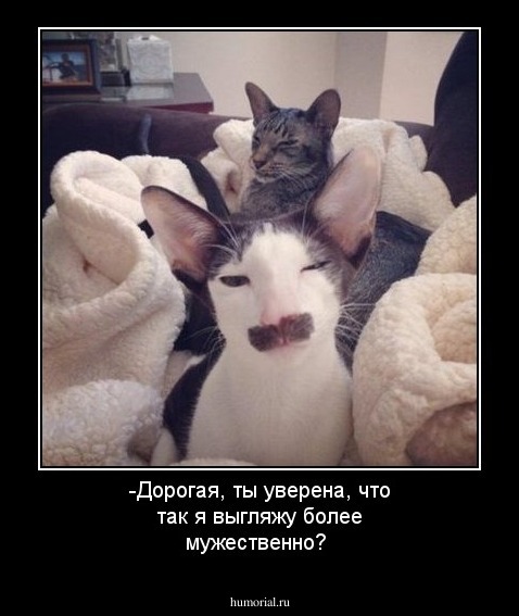 -Дорогая, ты уверена, что так я выгляжу более мужественно?