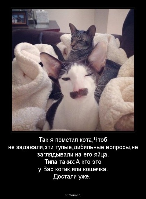 Так я пометил кота,Чтоб не задавали,эти тупые,дибильные вопросы,не заглядывали на его яйца. Типа таких:А кто это у Вас котик,или кошечка. Достали уже.
