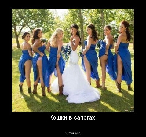 Кошки в сапогах!
