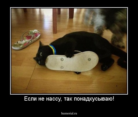 Если не нассу, так понадкусываю!