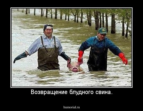 Возвращение блудного свина.
