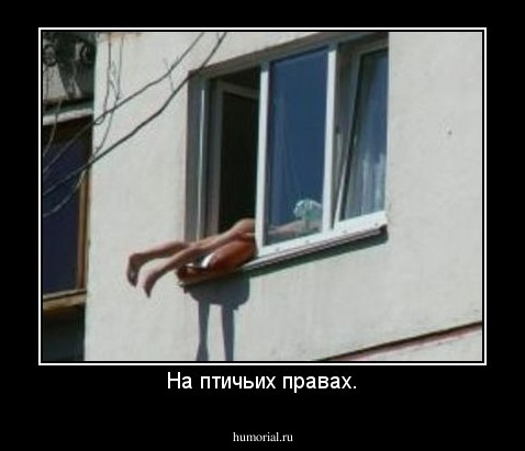 На птичьих правах.