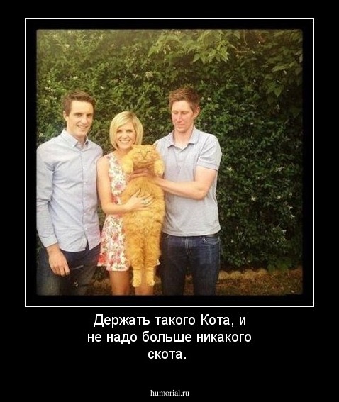 Держать такого Кота, и не надо больше никакого скота.