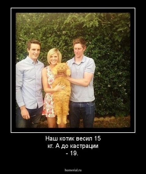 Наш котик весил 15 кг. А до кастрации - 19.